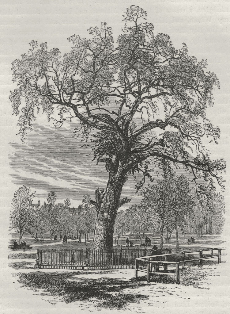 BOSTON. The Old Elm, Boston Common (Blown down 1876) 1882 antique print